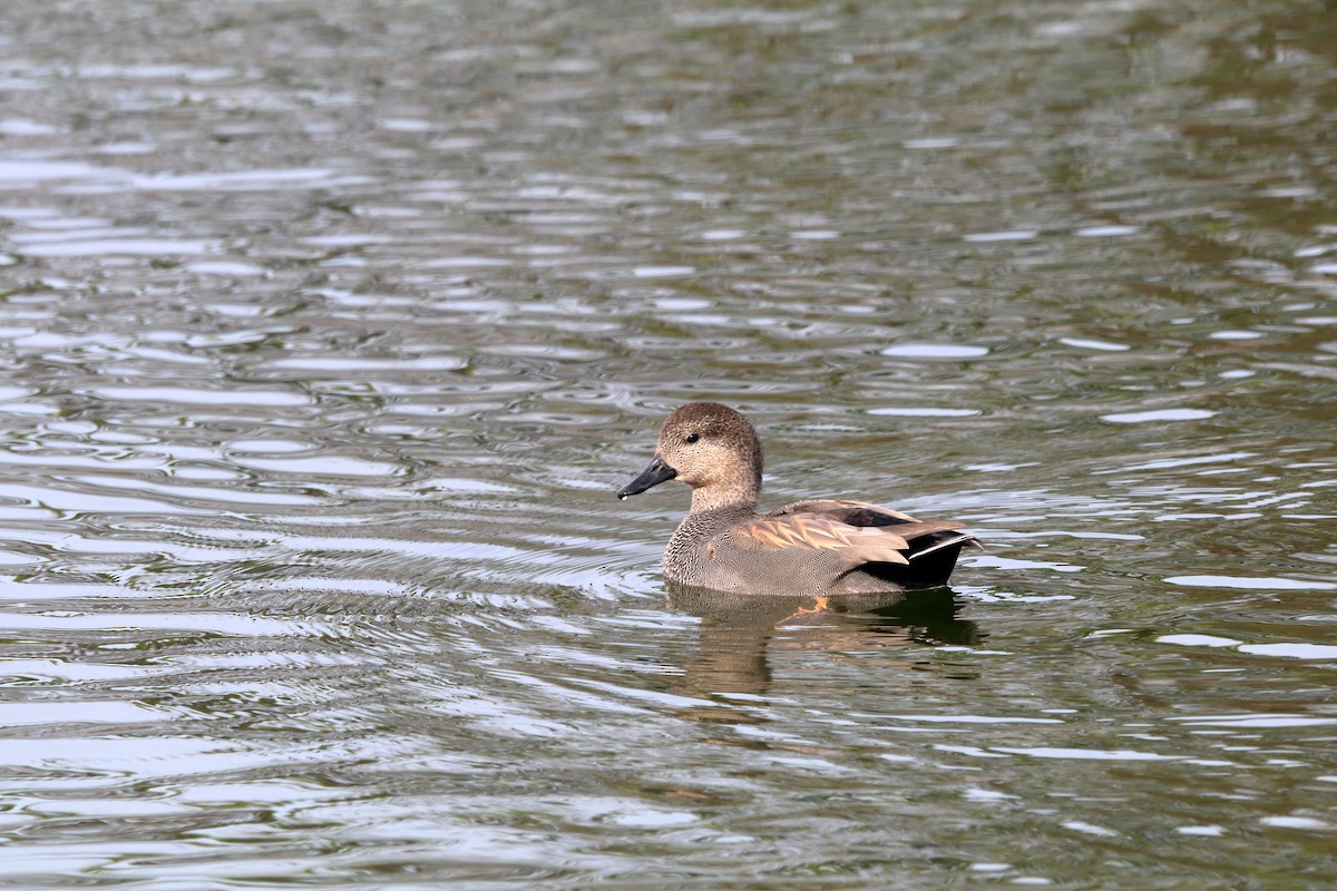 Gadwall - ML643777762