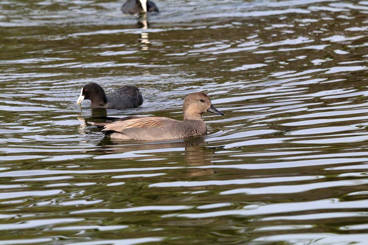 Gadwall - ML643777763