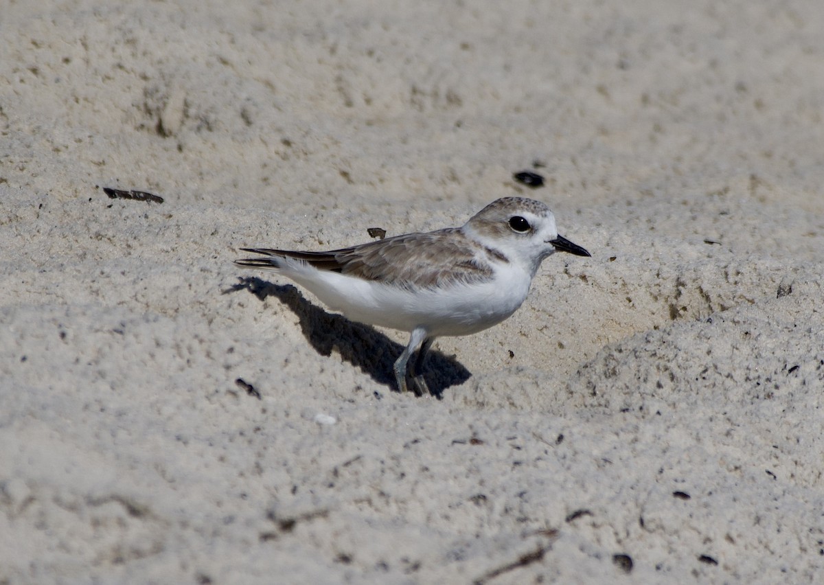 Snowy Plover - ML643777778