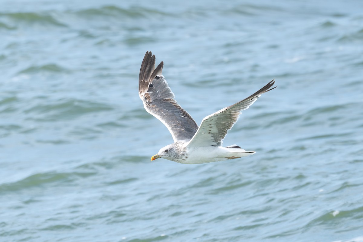 Lesser Black-backed Gull - ML643777789