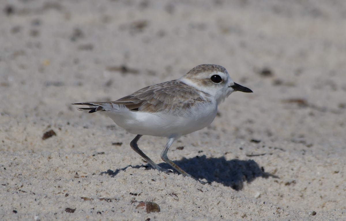 Snowy Plover - ML643777795