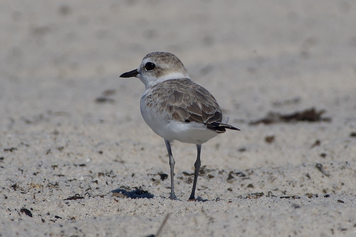 Snowy Plover - ML643777796