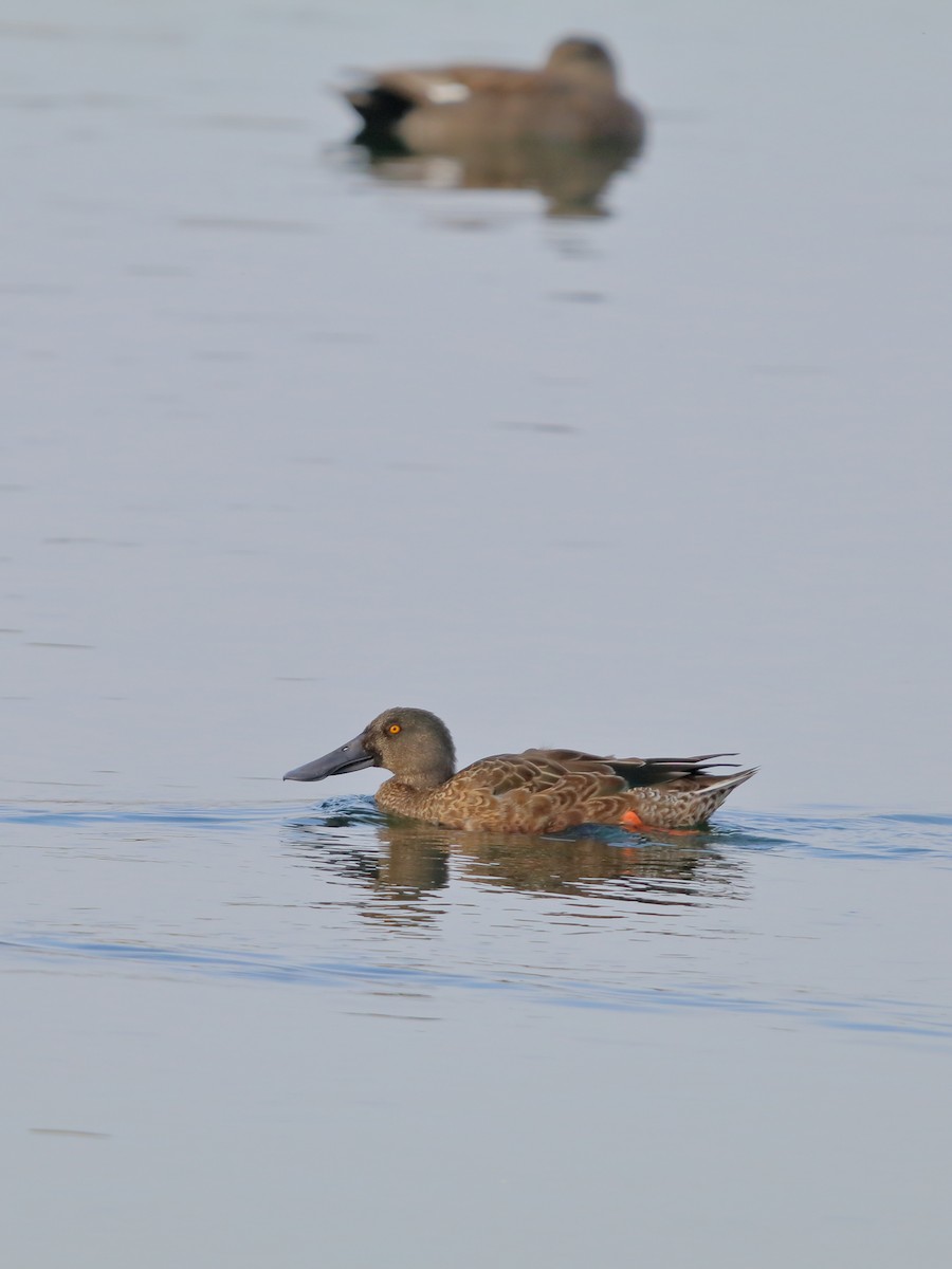 Northern Shoveler - ML643777803