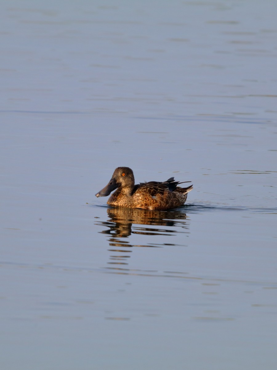 Northern Shoveler - ML643777804