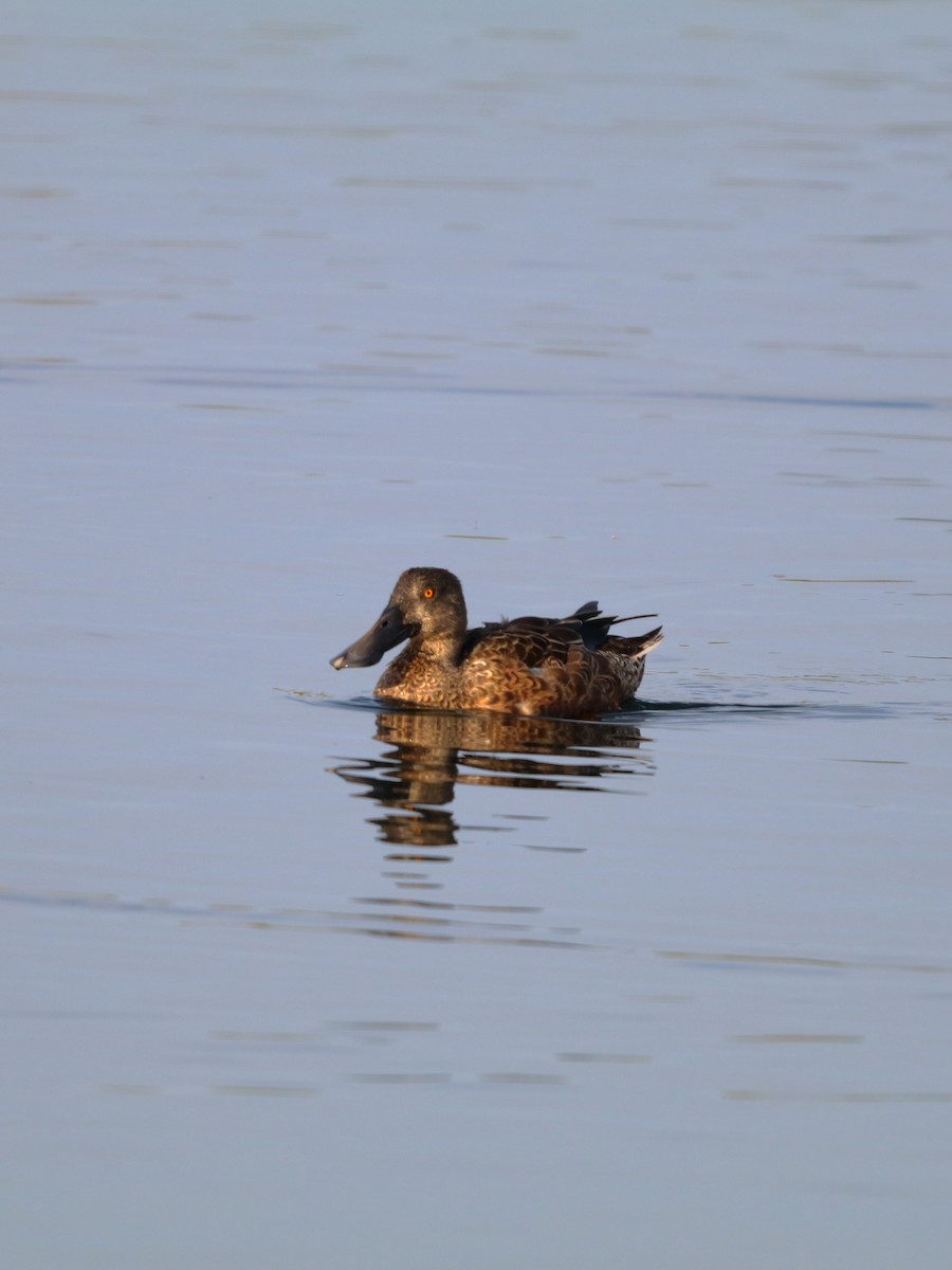 Northern Shoveler - ML643777805