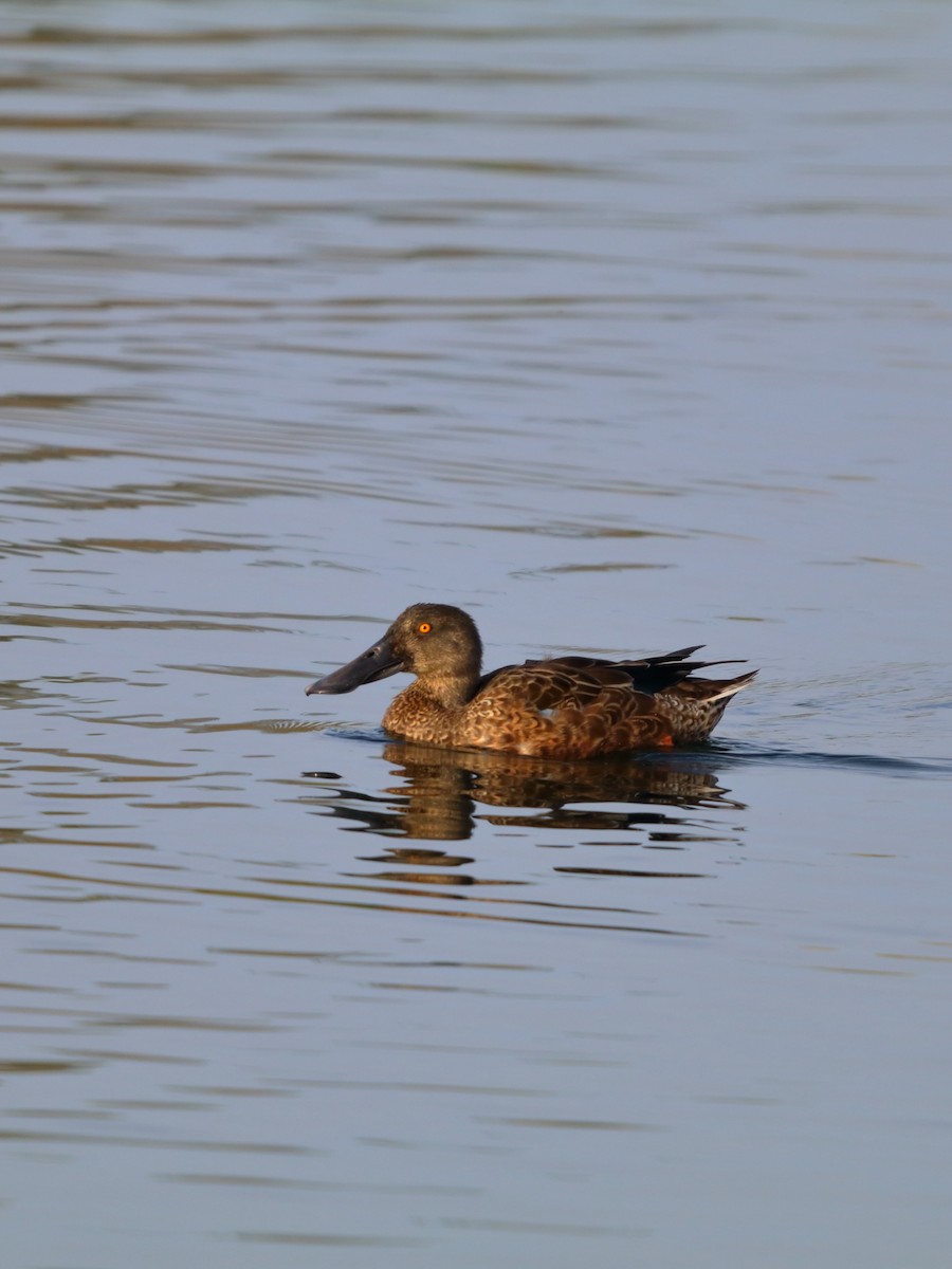 Northern Shoveler - ML643777806