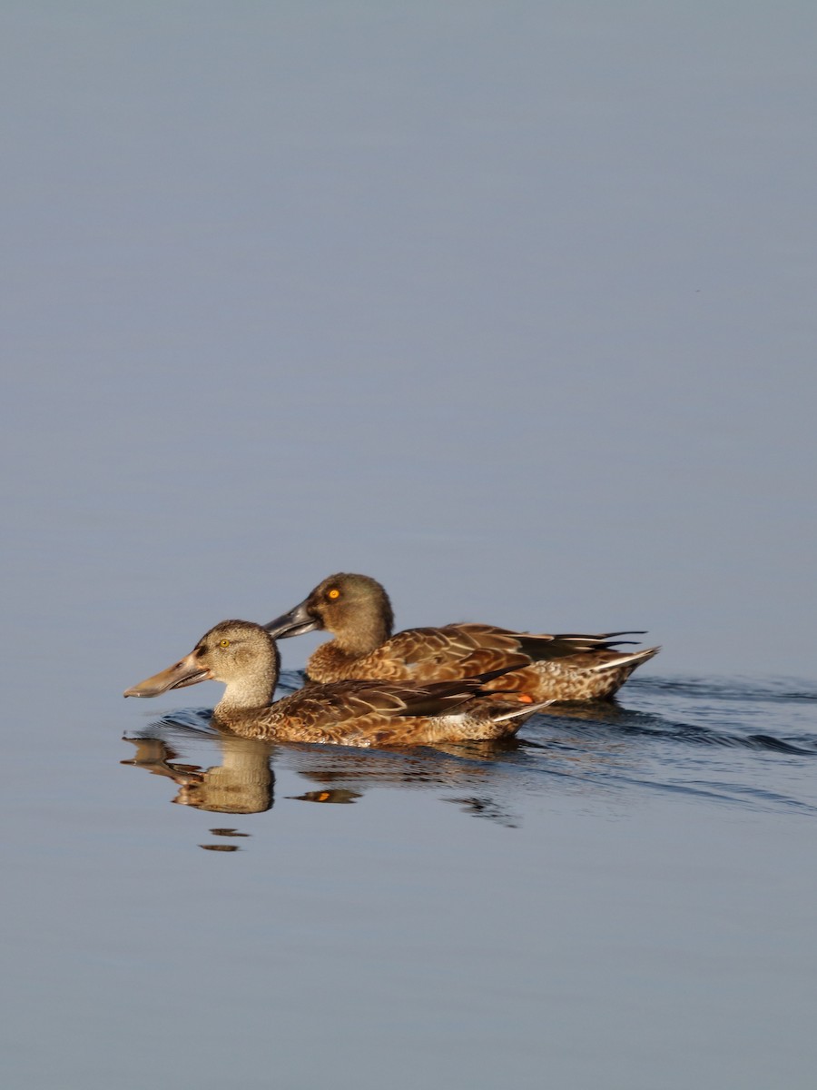 Northern Shoveler - ML643777807