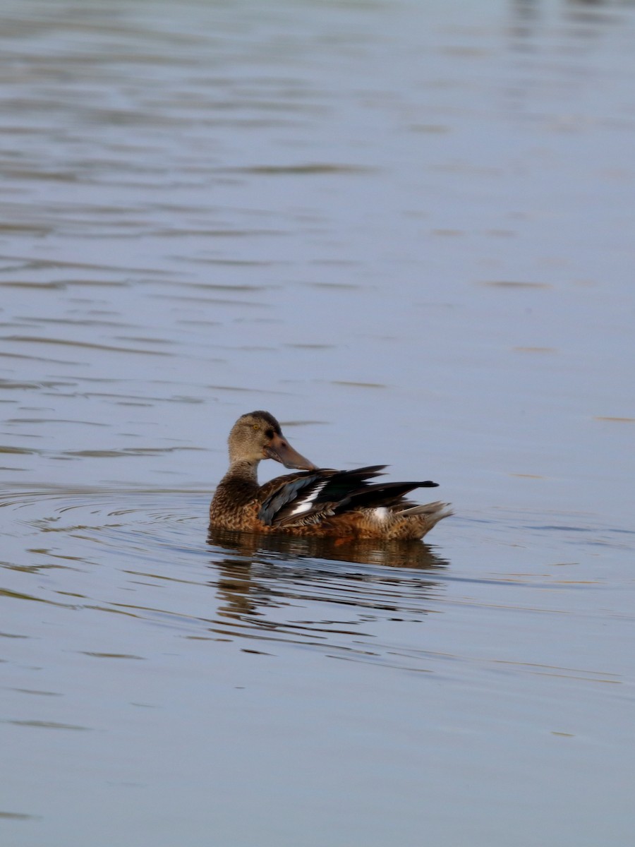 Northern Shoveler - ML643777808