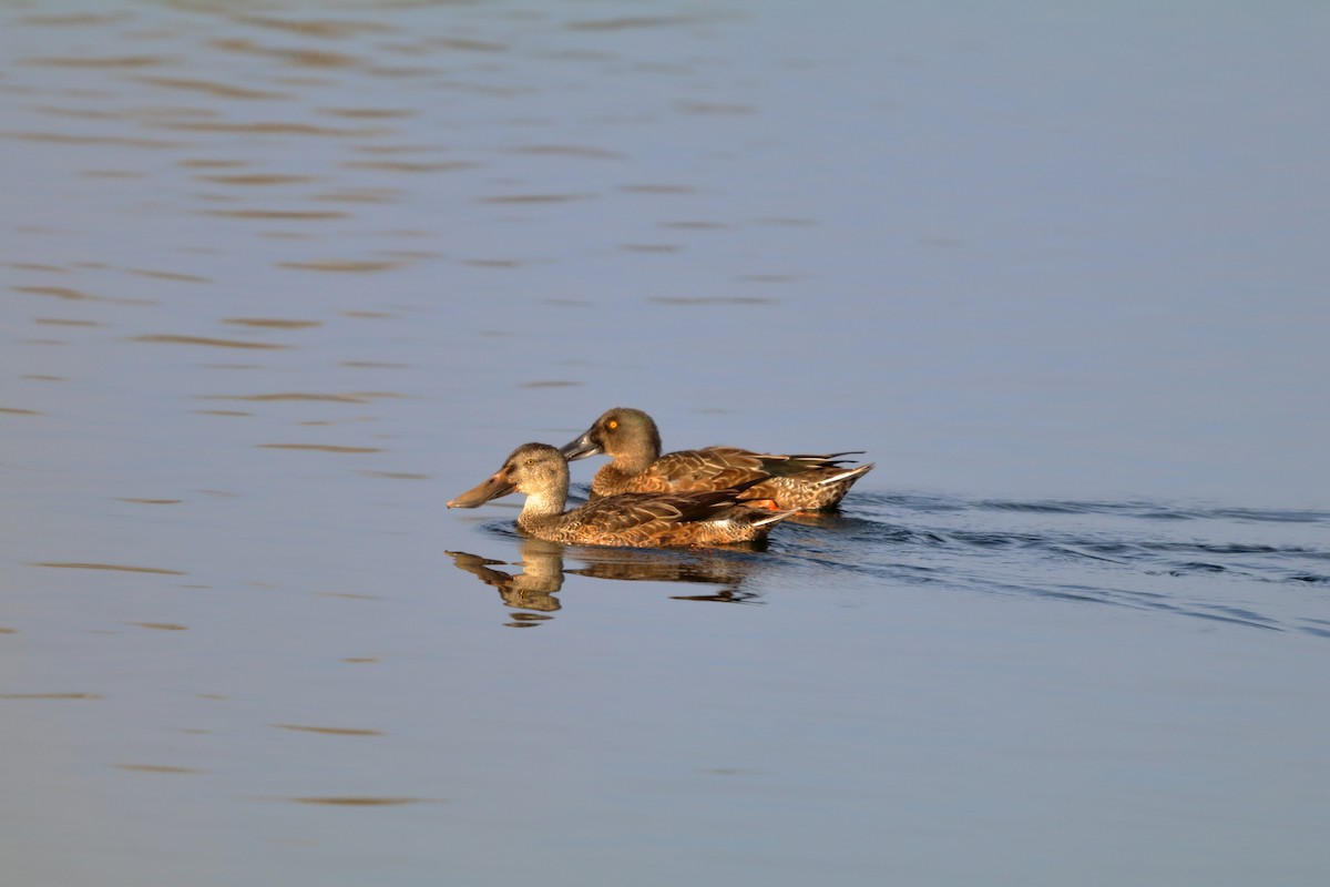 Northern Shoveler - ML643777811