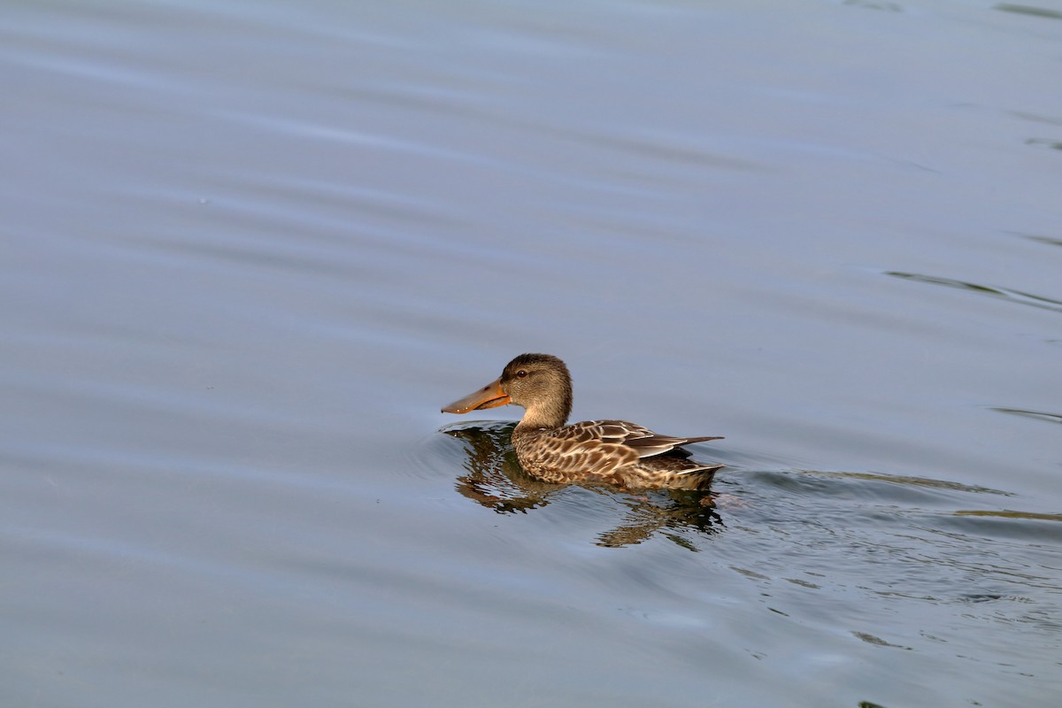 Northern Shoveler - ML643777812