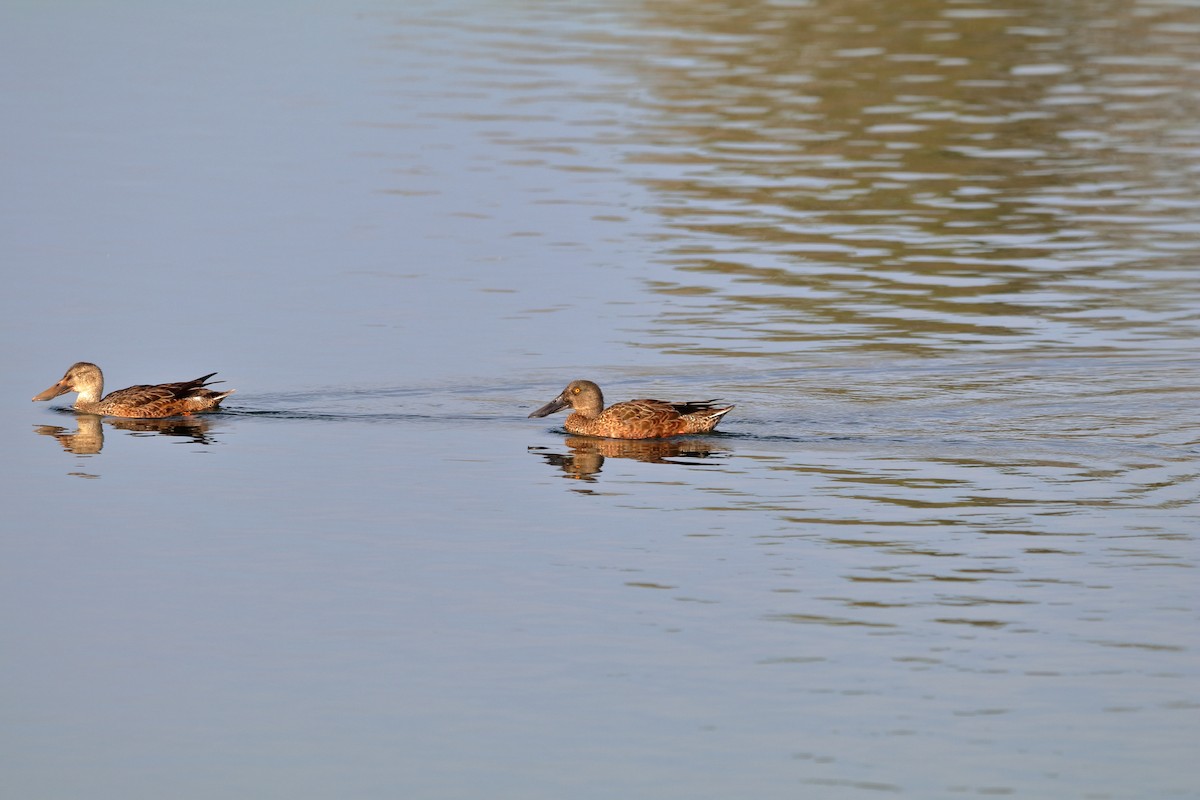 Northern Shoveler - ML643777815