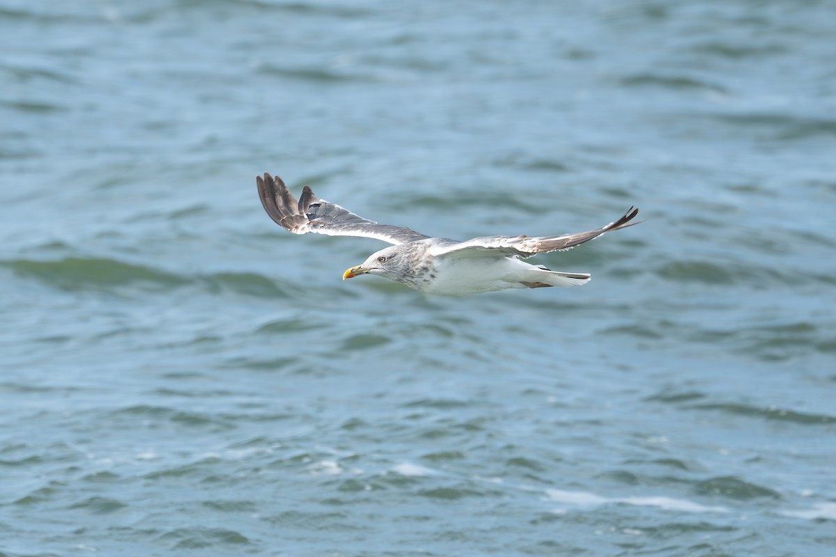 Lesser Black-backed Gull - ML643777821