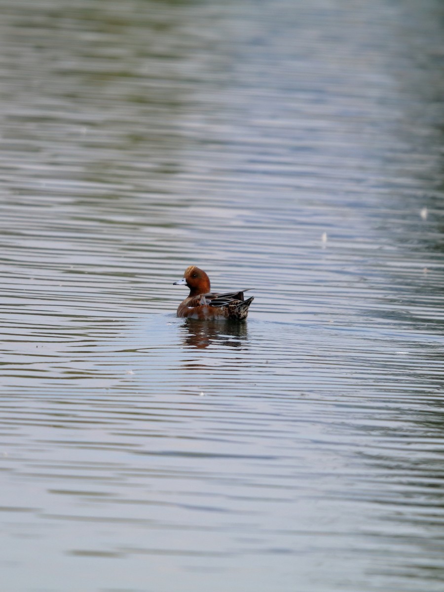 Eurasian Wigeon - ML643777831