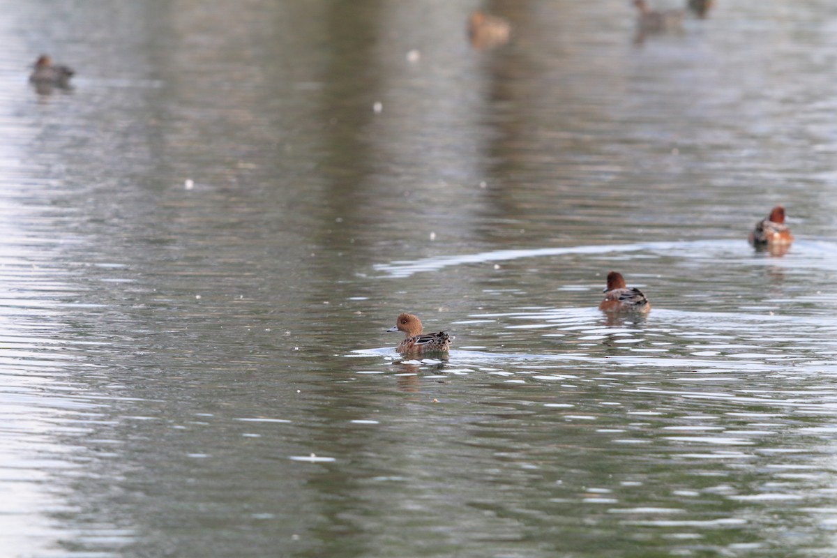 Eurasian Wigeon - ML643777832