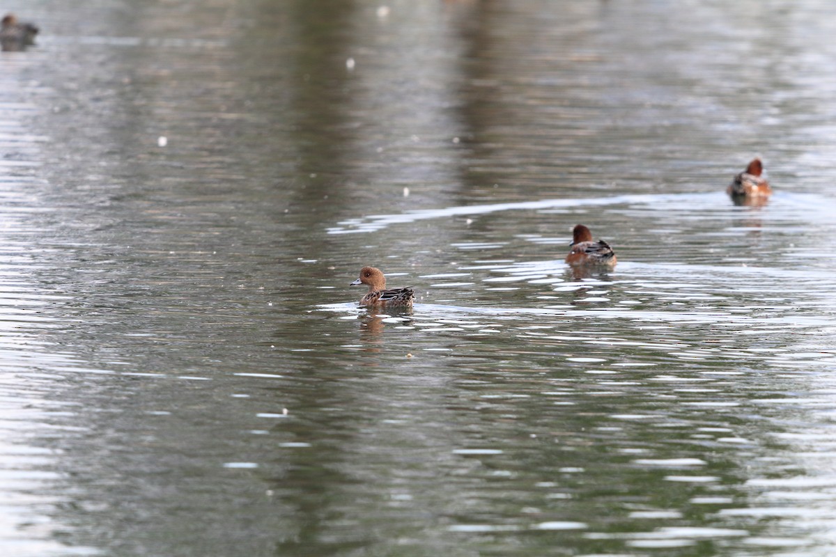 Eurasian Wigeon - ML643777833