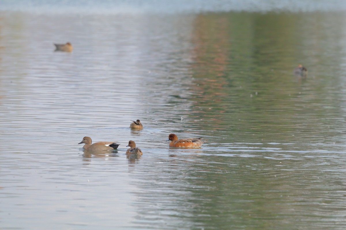 Eurasian Wigeon - ML643777834
