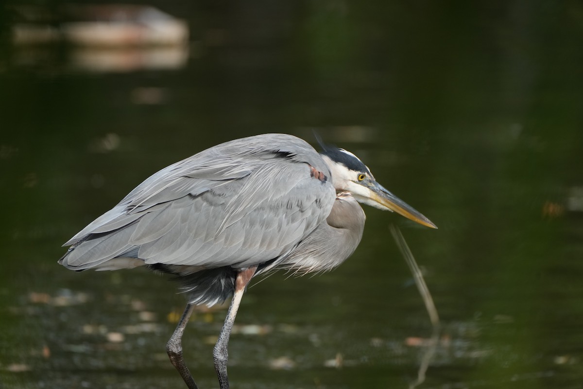 Great Blue Heron - ML643777835