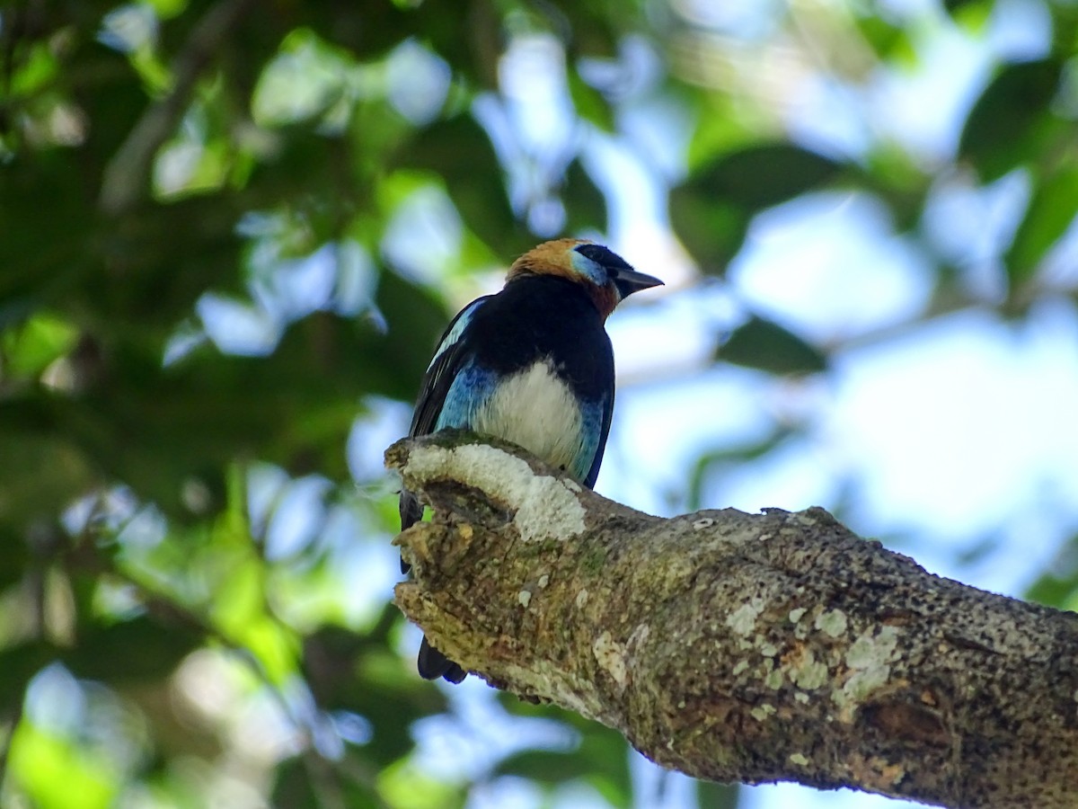 Golden-hooded Tanager - ML643777836