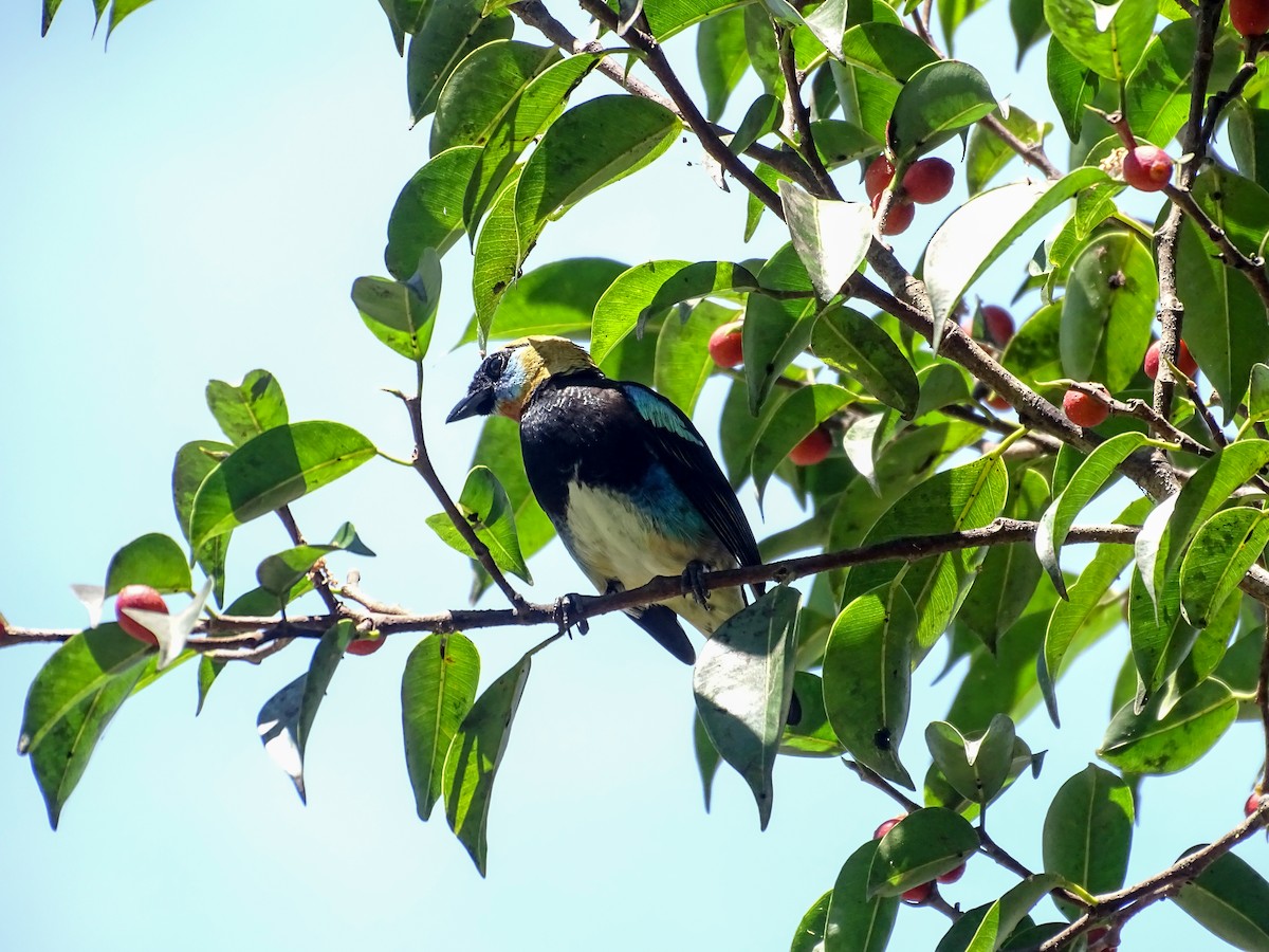 Golden-hooded Tanager - ML643777837
