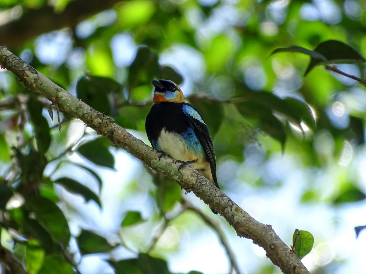 Golden-hooded Tanager - ML643777838