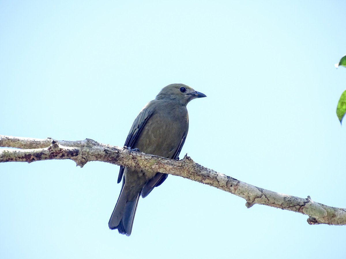Palm Tanager - ML643777852