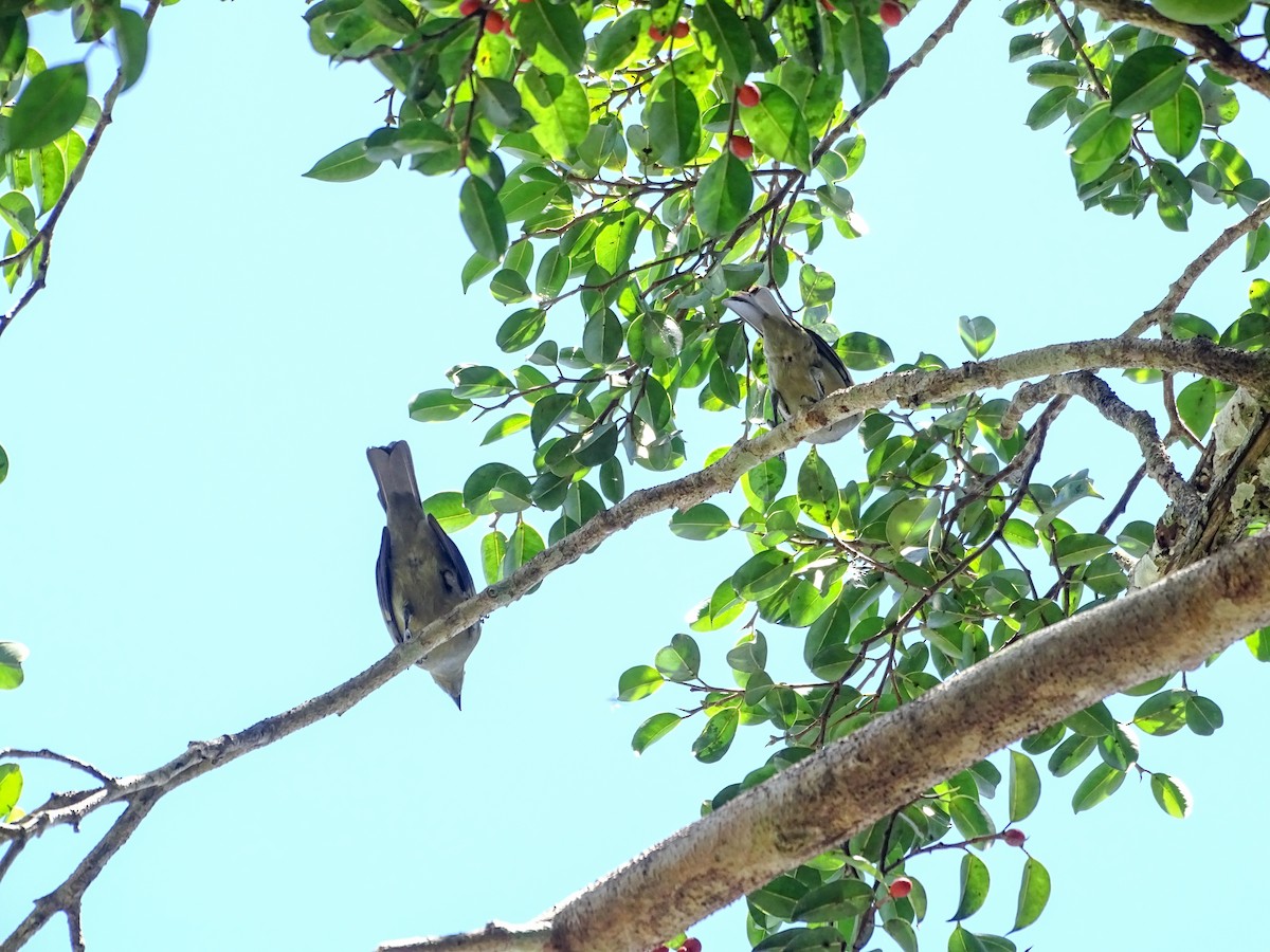 Palm Tanager - ML643777857