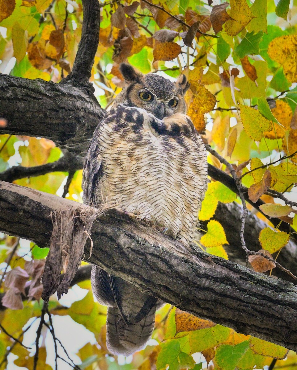 Great Horned Owl - ML643777862
