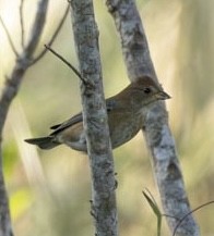 Indigo Bunting - ML643777868