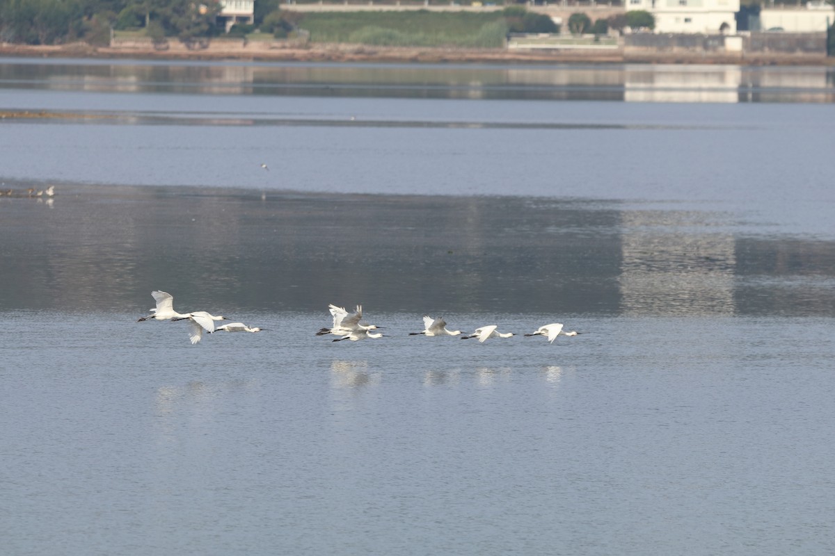 Eurasian Spoonbill - ML643777872