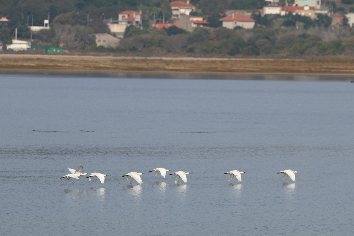 Eurasian Spoonbill - ML643777873
