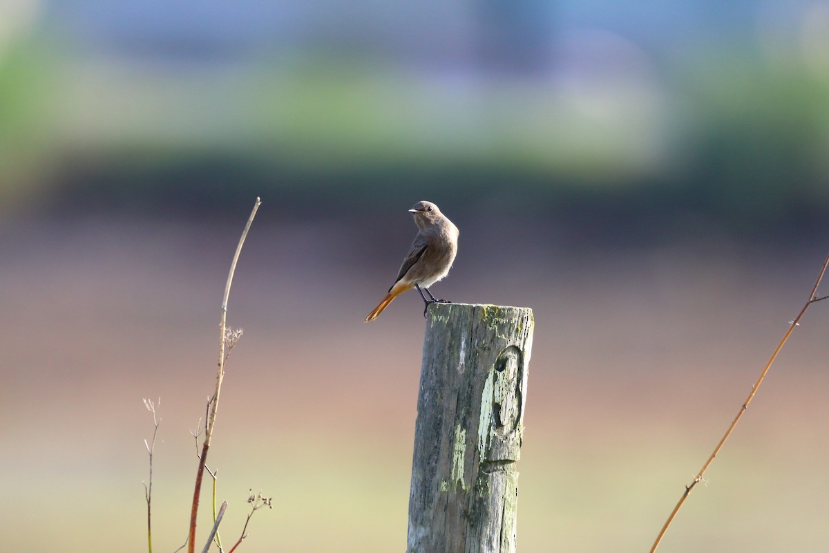 Black Redstart - ML643777887