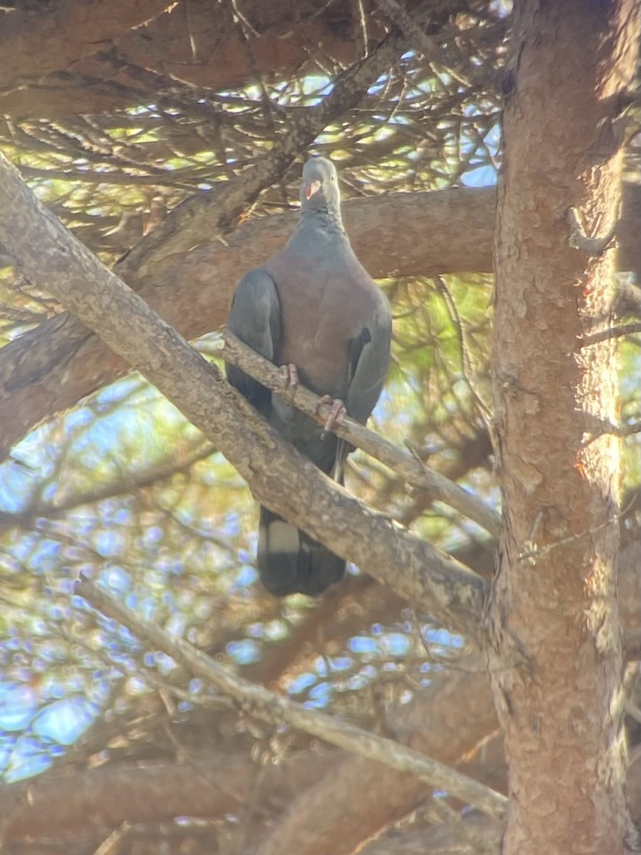 Trocaz Pigeon - ML643777888