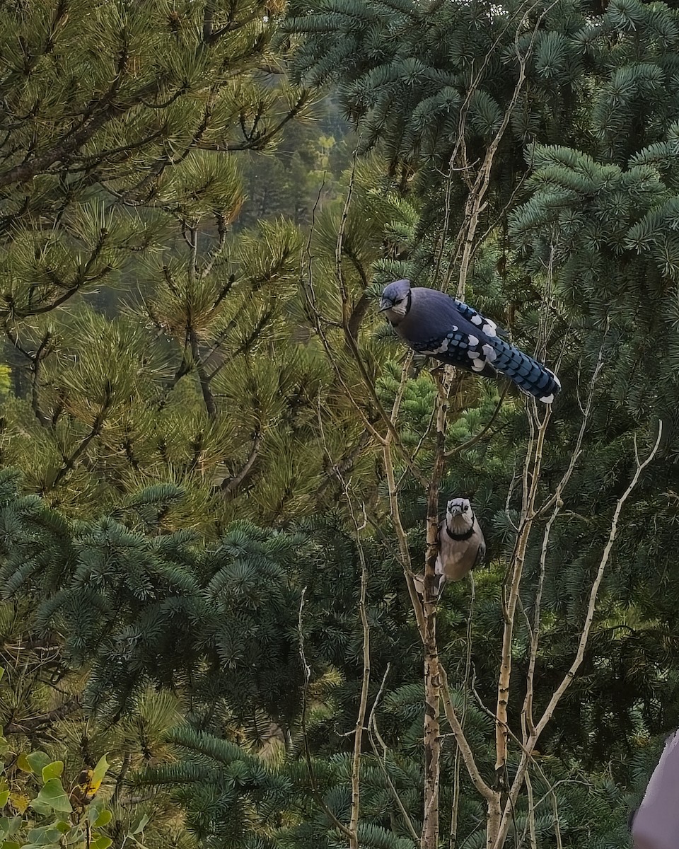Blue Jay - ML643777889