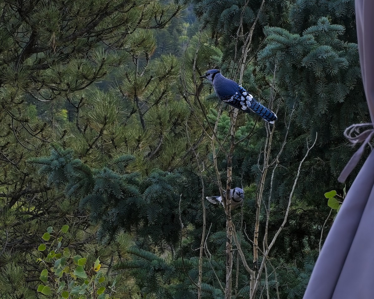 Blue Jay - ML643777890