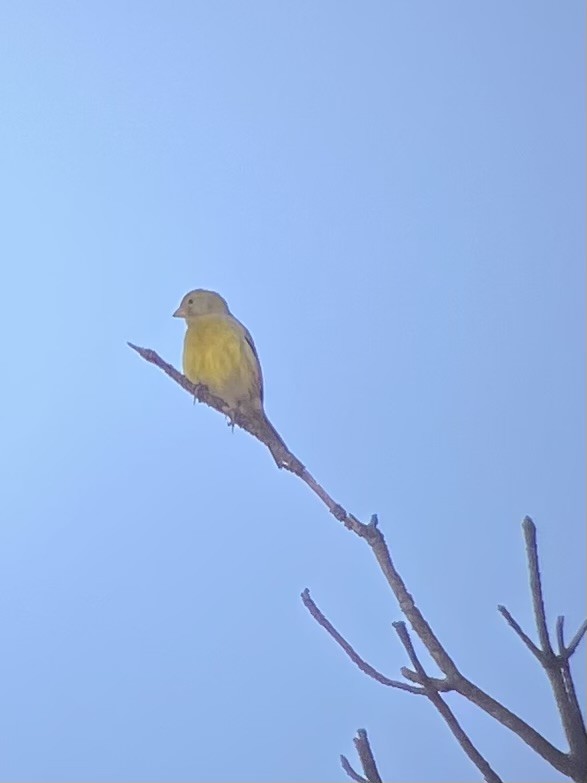 Serin des Canaries - ML643777904