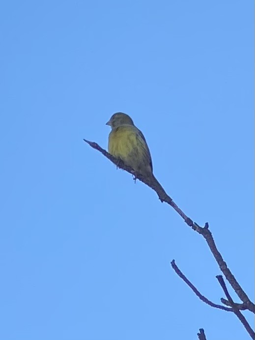 Serin des Canaries - ML643777905