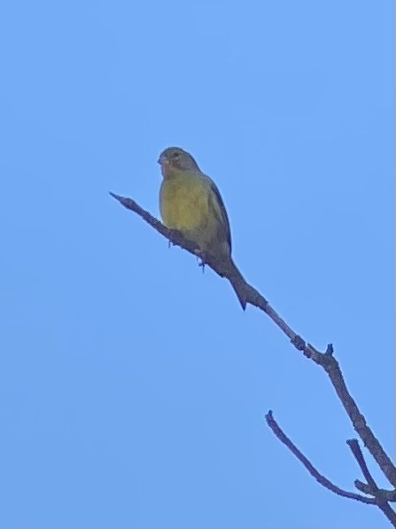 Serin des Canaries - ML643777906