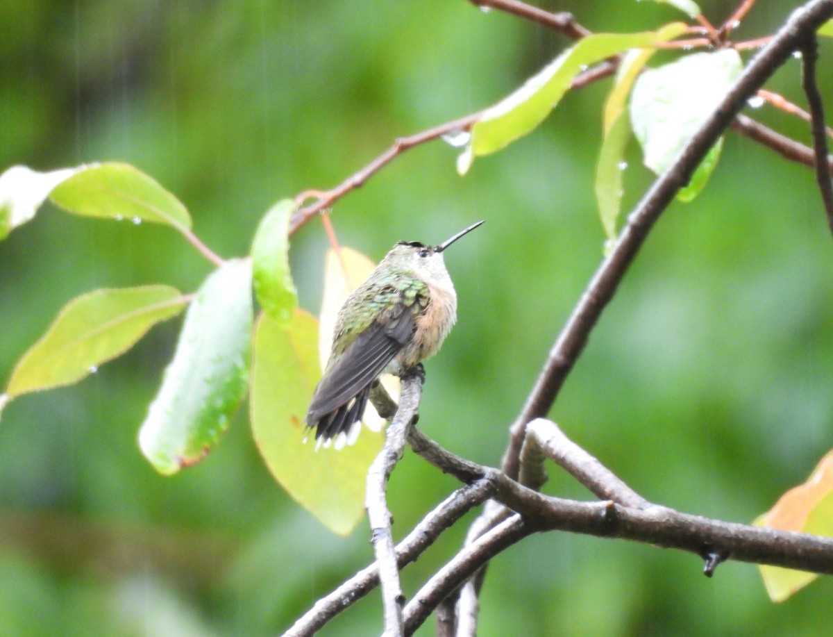 Broad-tailed Hummingbird - ML643777912