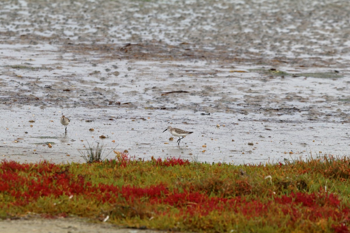 Curlew Sandpiper - ML643777923