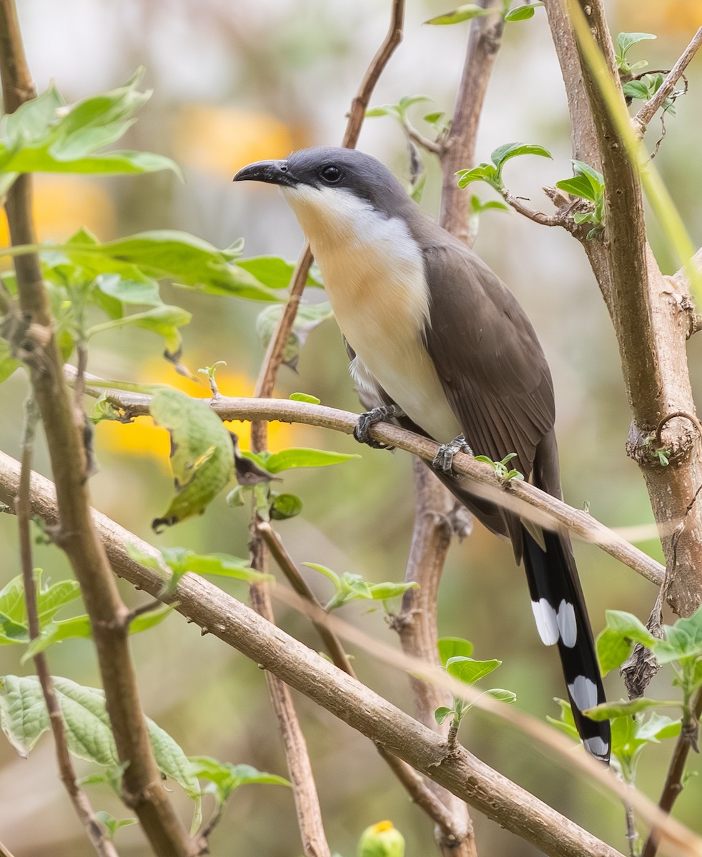 Dark-billed Cuckoo - ML643777937