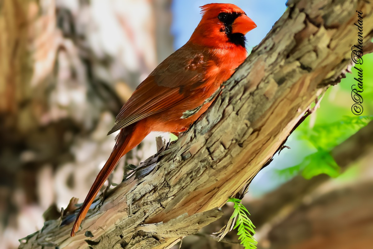 Northern Cardinal - ML643777945