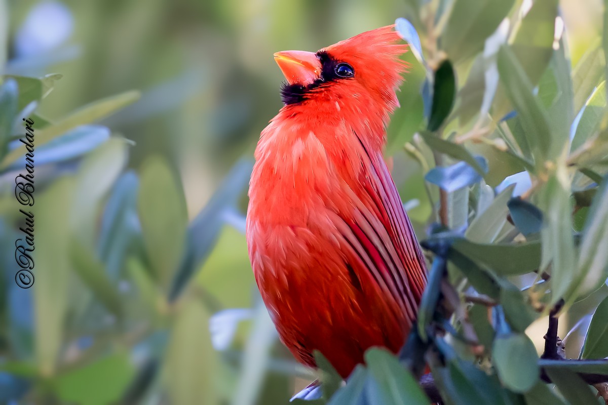 Northern Cardinal - ML643777946