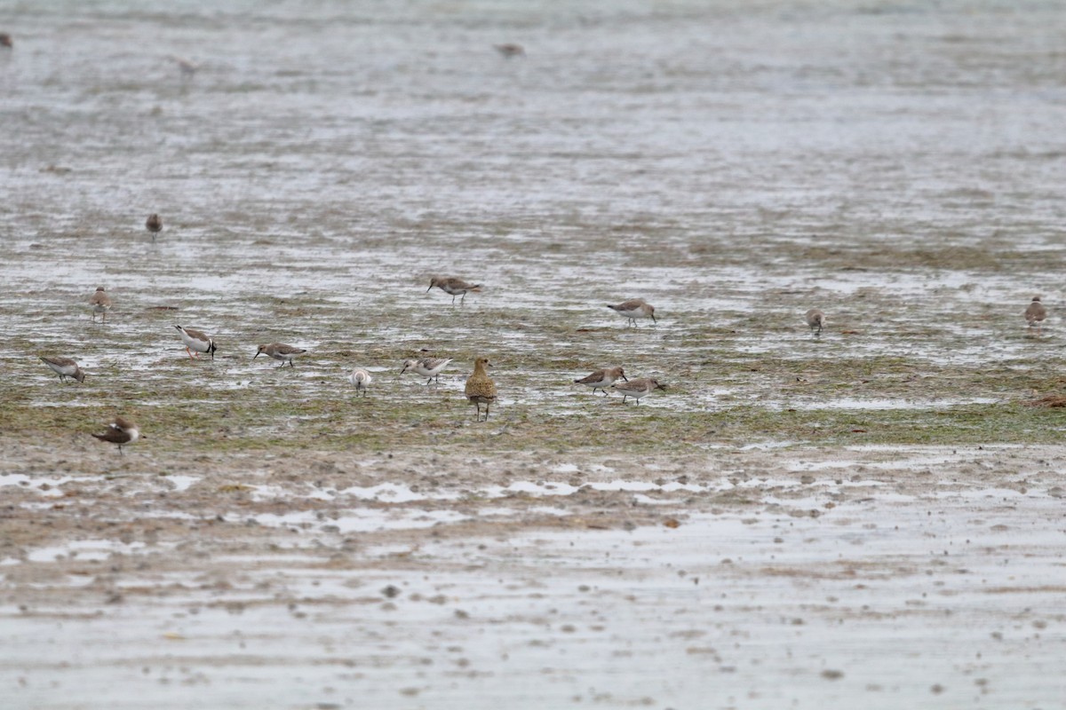 European Golden-Plover - ML643777952