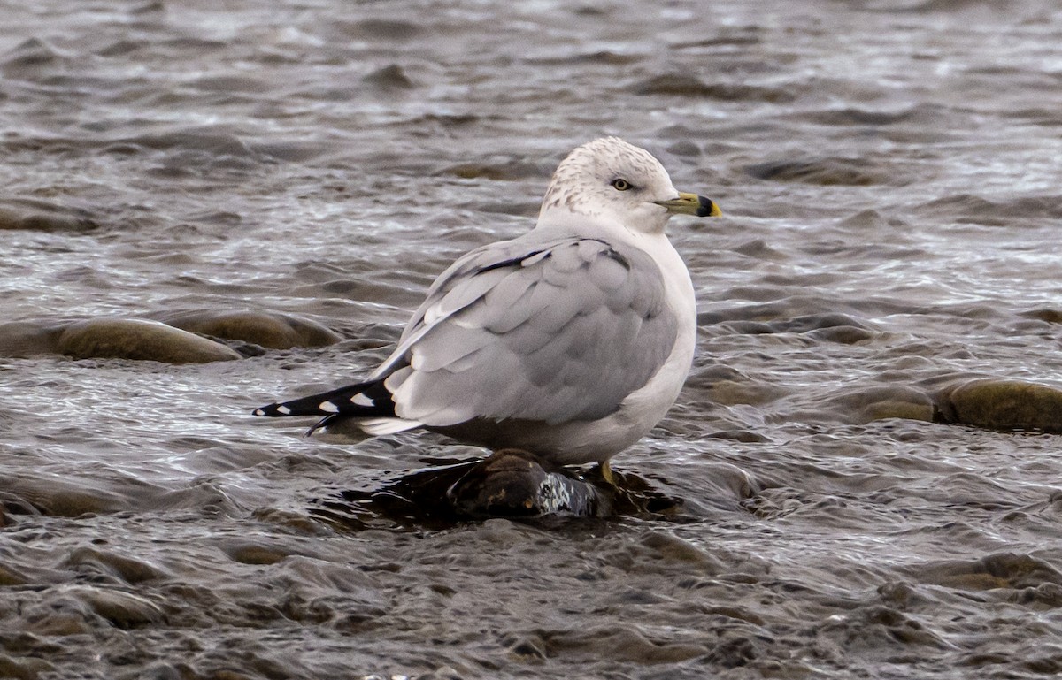 Ring-billed Gull - ML643777954