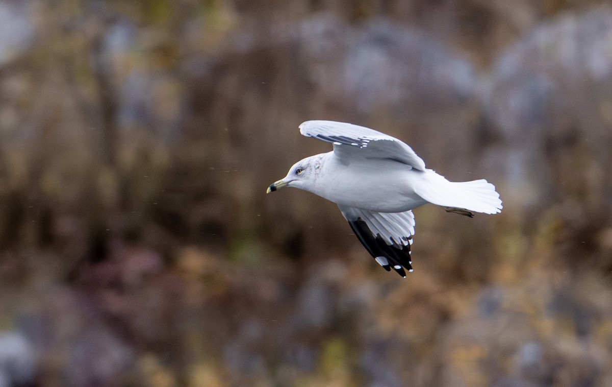 Ring-billed Gull - ML643777955
