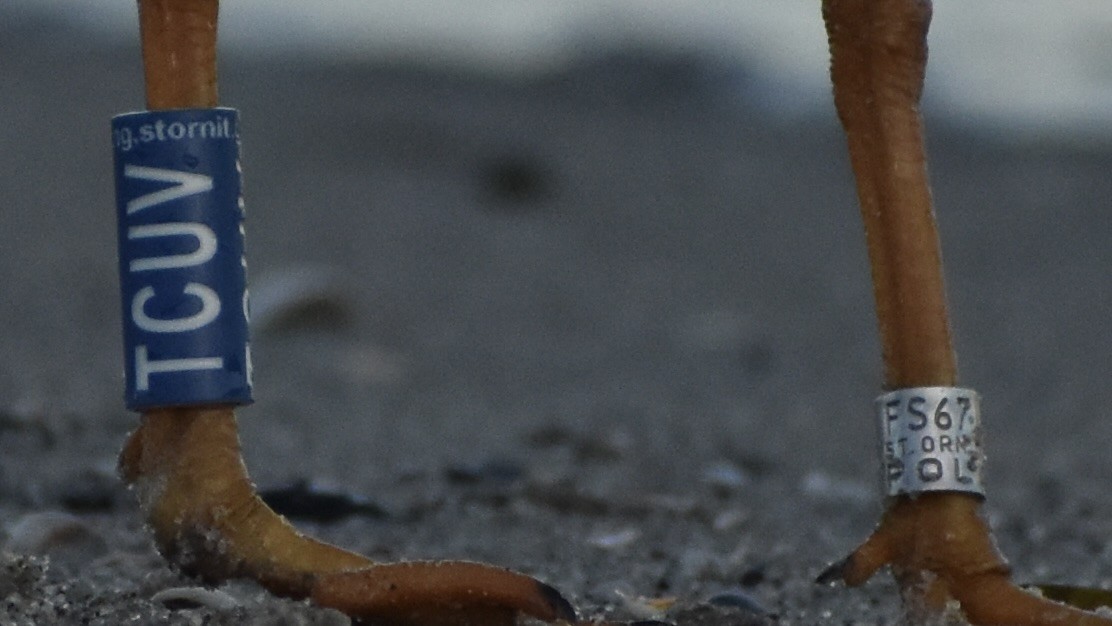 Black-headed Gull - ML643777961