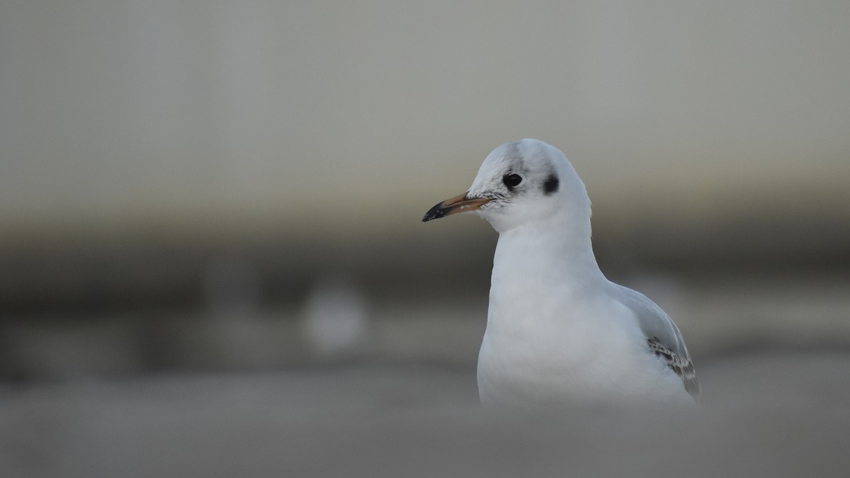Black-headed Gull - ML643777962