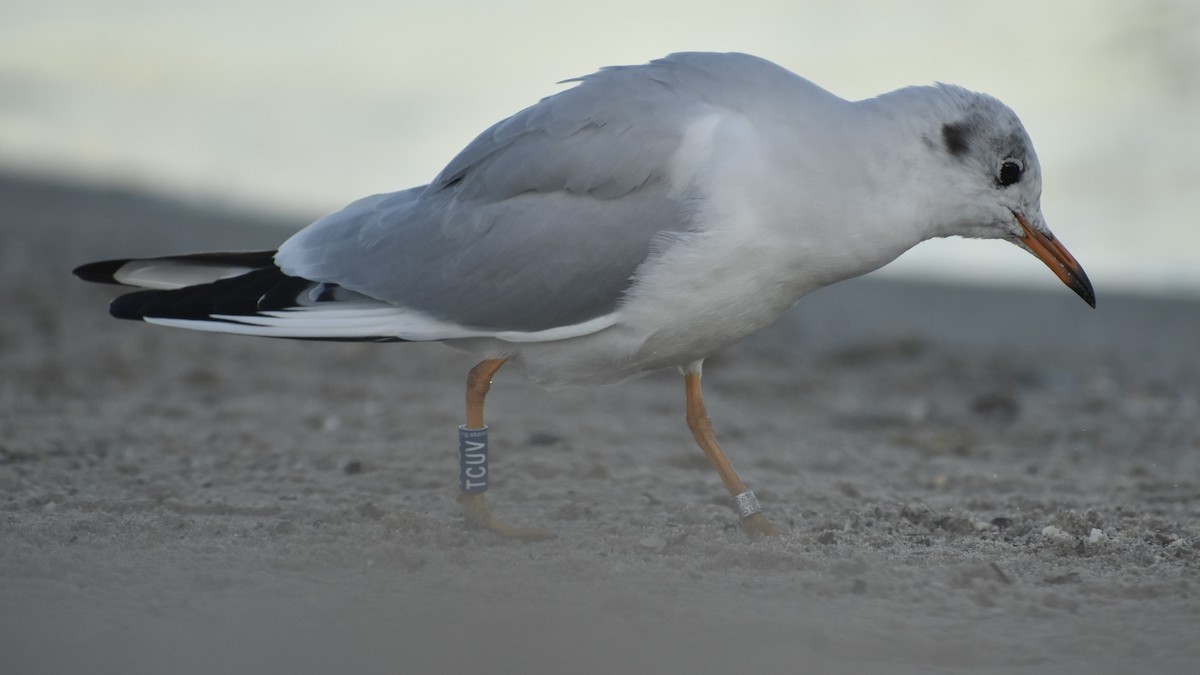 Black-headed Gull - ML643777963