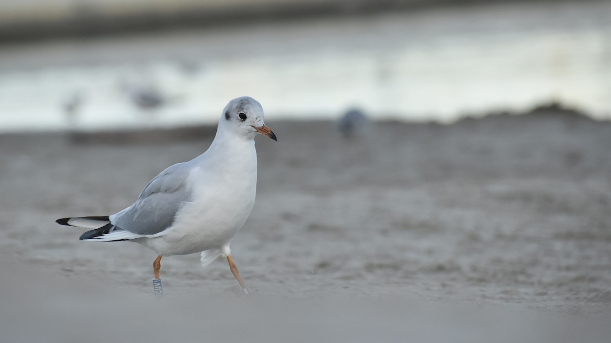 Black-headed Gull - ML643777964