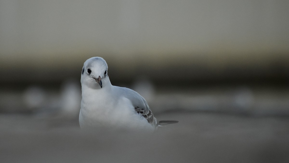 Black-headed Gull - ML643777965